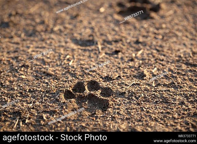 A leopard, Panthera pardus, track in the mud