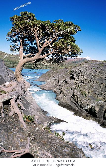 CHILE - spillway of Salto Grande Waterfall, with tree showing roots into rocks. Torres del Paines National Park, Patagonia