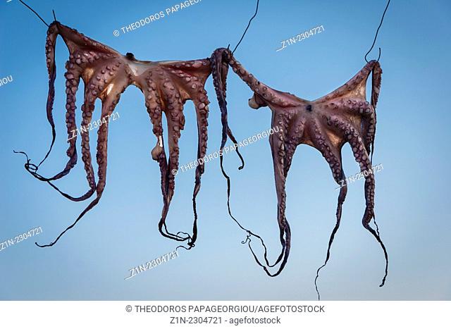 Drying octopus. Argolis, Peloponnese, Greece