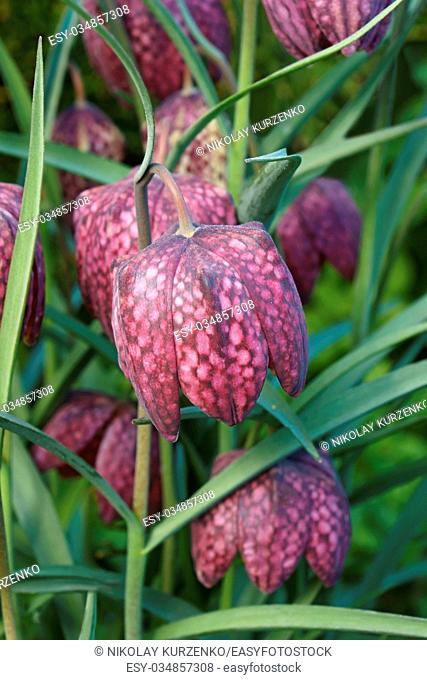 Snake's head fritillary (Fritillaria meleagris). Called Chess flower, Frog-cup, Guinea-hen flower, Guinea flower, Leper lily, Lazarus bell, Chequered lily