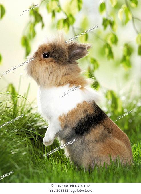 Dwarf Rabbit, Lionhead Rabbit sitting on its haunches in grass. Germany