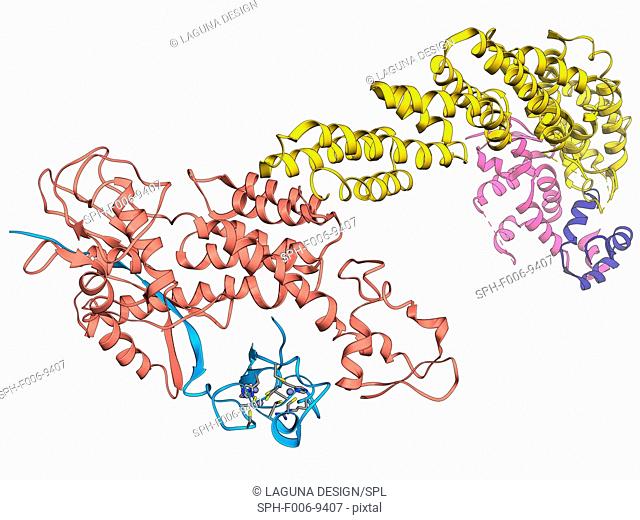 Ubiquitin ligase, molecular model. This enzyme tags proteins for degradation by attaching a ubiquitin molecule to them