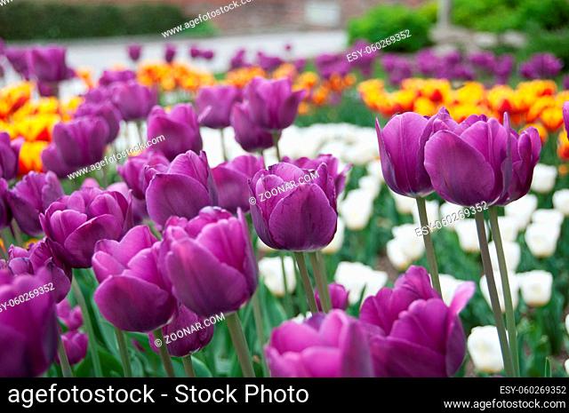 Field of colorful tulips in spring, close up