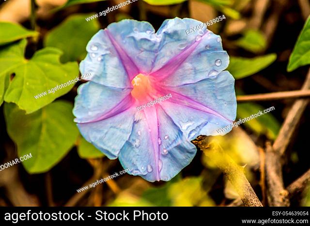 Ipomoea alba, also called moon flower due to its nocturnal flowering, is a species of plant in the Convolvulaceae family