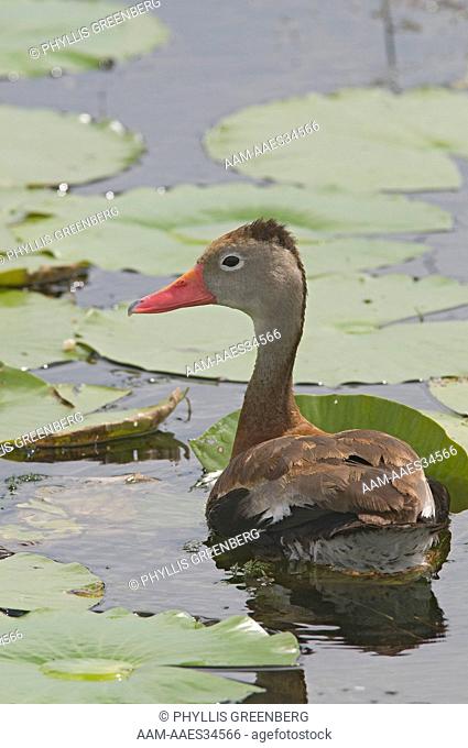 Black-bellied Tree Duck  (Dendrocygna autumnalis)  Viera Wetlands, FL  2009  Digital