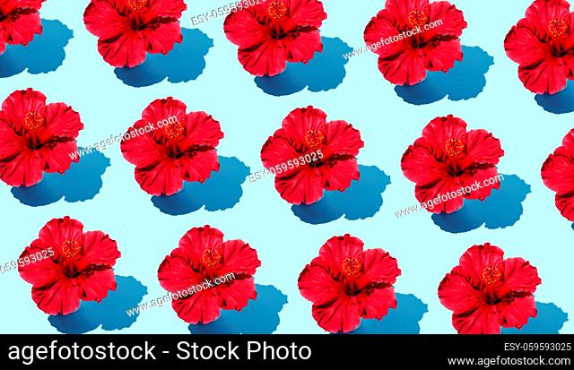 Colorful creative flat lay pattern of a hibiscus flower on a blue background from a top view. Trendy summer fashion minimalistic concept
