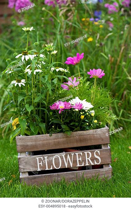 Autumn flowers in wooden box