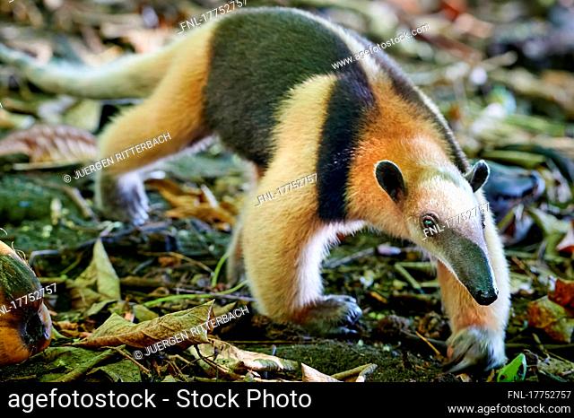 Anteater or Northern tamandua (Tamandua mexicana), Corcovado National Park, Osa Peninsula, Costa Rica, Central America|