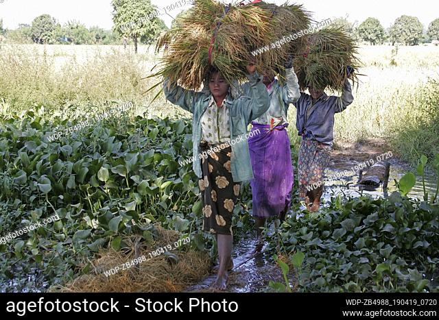 Tribeswomen working in the fields, carrying bales of crops on their heads