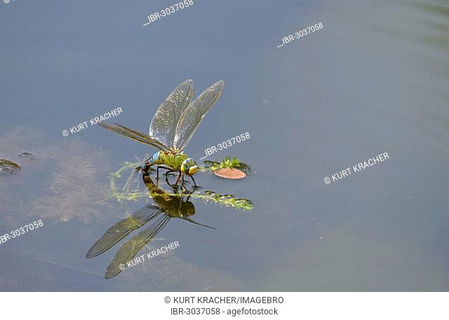 Emperor Dragonfly or Blue Emperor (Anax imperator), laying eggs, oviposition