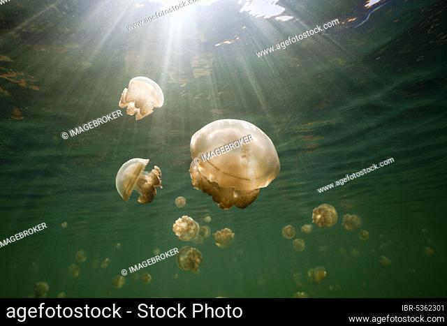 Mastigias jellyfish, Jellyfish Sea, Palau (Mastigias papua etpisonii), Micronesia, Oceania