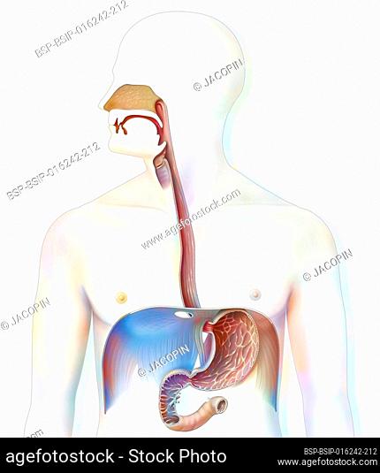 Upper digestive tract in humans with digestive tract, stomach