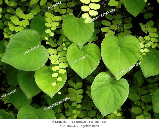 Green heart shaped leaves and ferns closeup