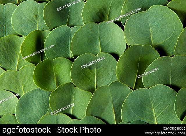 Natural backdrop from close-up evergreen fresh natural leaves of Eucalyptus plant with soft shadows, copy space. Greeting card