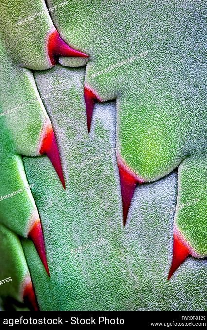 Agave, Close up of thorns on plant before opening