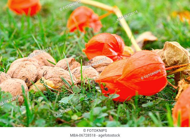 Lampion flowers and walnuts on autumn meadow