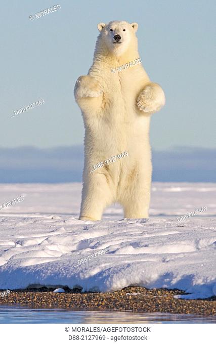 United States, Alaska, Arctic National Wildlife Refuge, Kaktovik, Polar Bear( Ursus maritimus ), standing up along a barrier island outside Kaktovik, Alaska