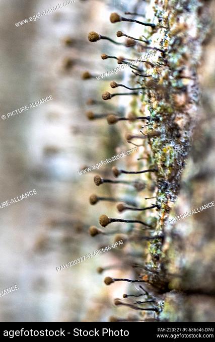 PRODUCTION - 16 March 2022, Rhineland-Palatinate, Börfink: Rare pinhead lichens (Chaenotheca trichialis) grow in a horizontal position on the vertical trunk of...