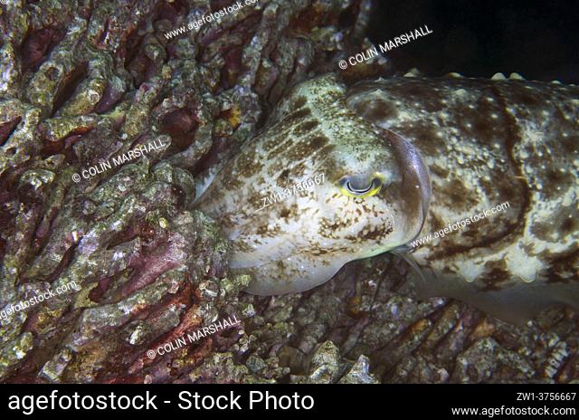 Broadclub Cuttlefish (Sepia latimanus) placing eggs in coral, Post 1 dive site, Menjangan Island, Bali, Indonesia