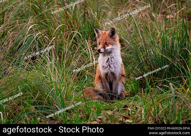 21 October 2023, Brandenburg, Trebbin: 21.10.2023, Trebbin. A young red fox (Vulpes vulpes) sits in a wet meadow between tall graesers in a nature reserve in...