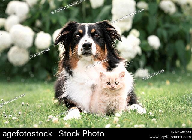 Australian Shepherd with British Longhair Kitten