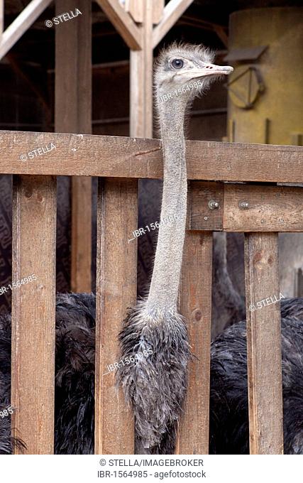 An ostrich (Struthio camelus) on an ostrich farm, curious