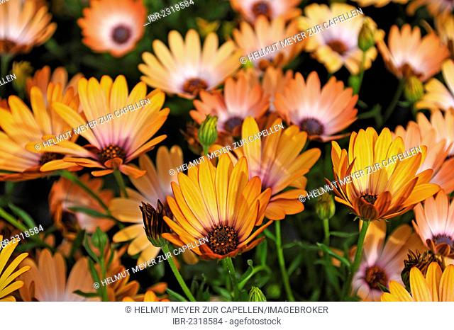 Glandular Cape marigolds or Orange Namaqualand Daisies (Dimorphotheca sinuata), Ringsheim, Baden-Wuerttemberg, Germany, Europe