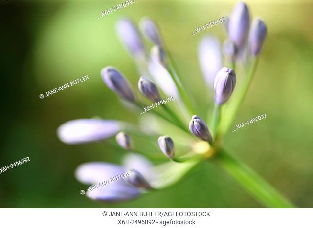 soft focus beautiful purple agapanthus in bud - african lily