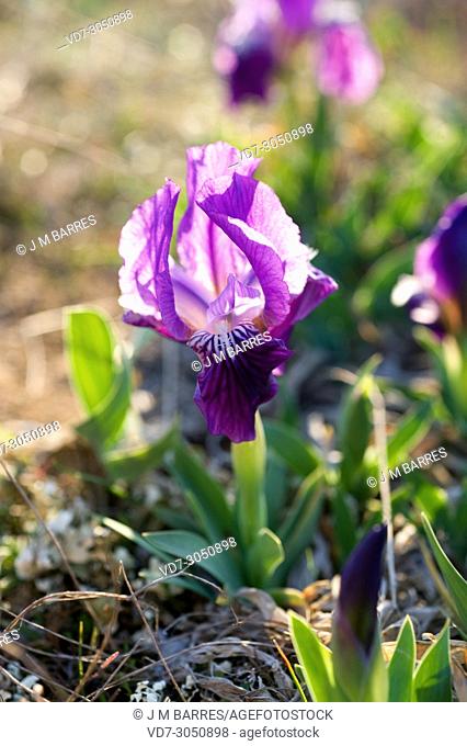 Crimean iris (Iris lutescens) is a perennial plant native to north east Spain, south France, Italy and Portugal. The flowers can be yellow or violet