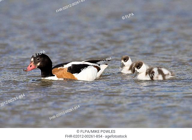Common Shelduck (Tadorna tadorna) adult female, with two ducklings, swimming, Norfolk, England, June