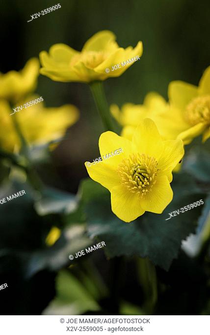 Caltha palustris (Marsh Marigold) flower
