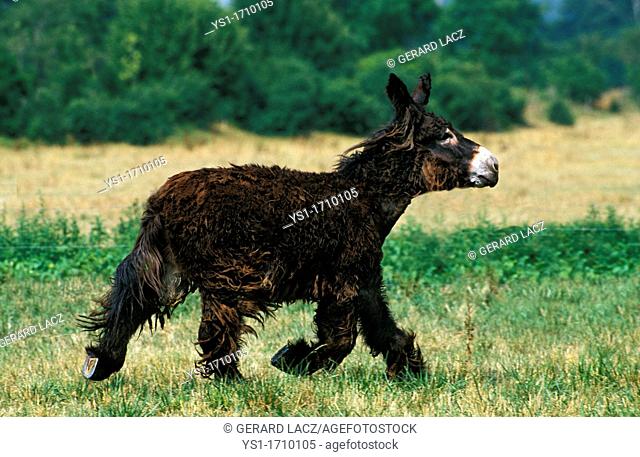 Poitou Donkey or Baudet du Poitou, a Fench Breed, Adult Trotting through Meadow