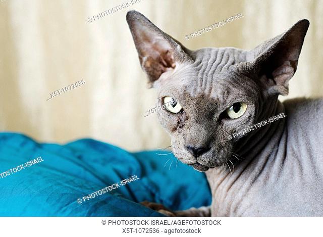 Sphynx cat also known as Canadian Hairless is a rare breed of cat known for its lack of a coat