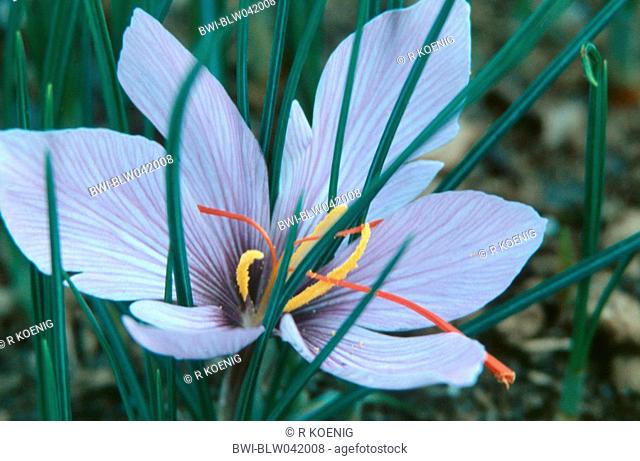 saffron Crocus sativus, flower with orange stigmas, which represents the saffron