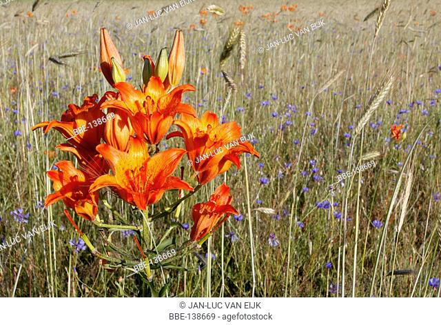 The orange lily is a beautifulm orange lily which has become very rare in Europe