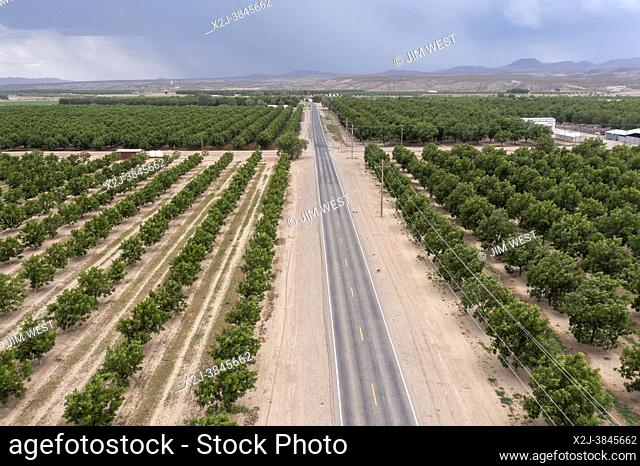Rincon, New Mexico - Water-hungry pecan trees growing in the midst of a severe dought in the New Mexico desert. The extensive pecan farms around Las Cruces are...