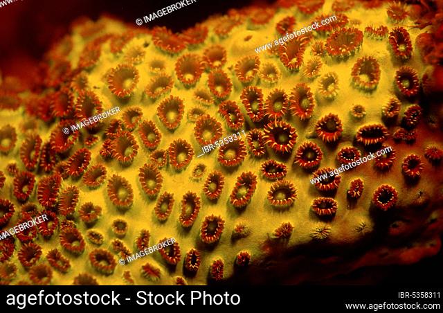 Fluoresce Hard Coral, fluorescent hard coral, coral fluorescence, fluorescence, Sipadan, Borneo, Malaysia, Asia