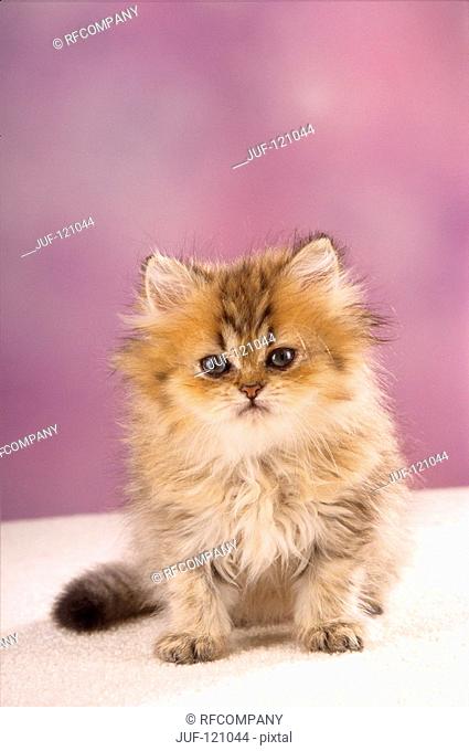 young Persian cat - sitting - frontal