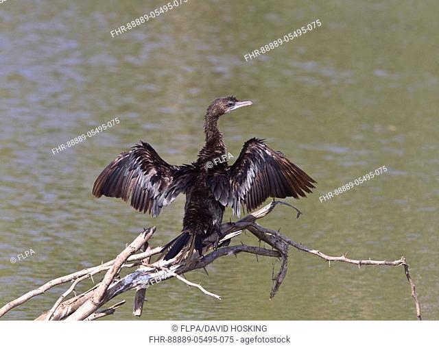 Little Cormorant sunning itself - Sri Lanka