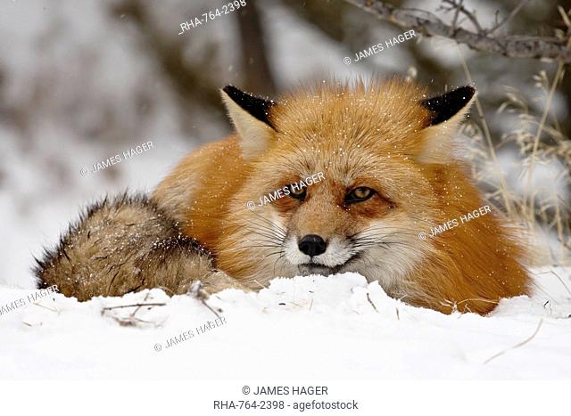 Captive red fox Vulpes vulpes in the snow, near Bozeman, Montana, United States of America, North America