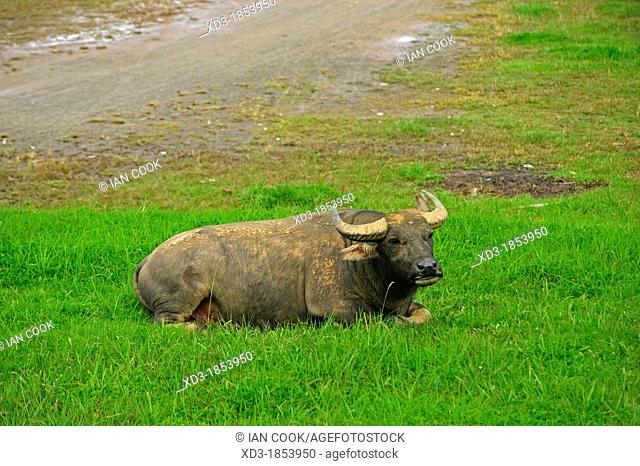 water buffalo, Bubalus bubalis, lying beside soccer field, Sapa, Lao Cai Province, Vietnam