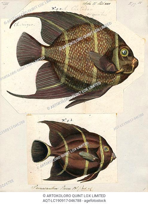 Pomacanthus paru, Print, The French angelfish (Pomacanthus paru) is a large angelfish of the family Pomacanthidae, found in the western Atlantic from New York...