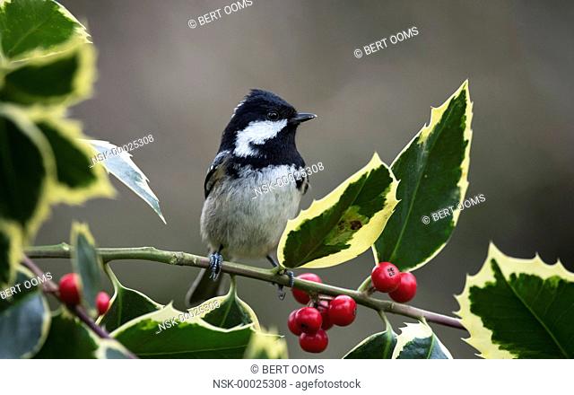 Coal Tit (Periparus ater) perched on a branch of Holly (Ilex aquifolium) with red berries, The Netherlands, Drenthe, Emmen, Garden