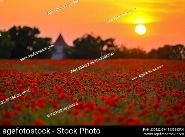 19 June 2023, Brandenburg, Biegen: The purple petals of the corn poppy (Papaver rhoeas) glow in the late evening sunset in a field in eastern Brandenburg