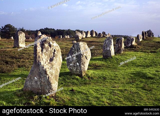 Megaliths in rows, Carnac, Morbihan, Brittany, Karnag, Menhir, Menhirs, Megalith, France, Europe