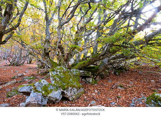 Trunk of old beech tree in Autumn. Hayedo de la Pedrosa, Riofrio de Riaza, Segovia province, Castilla Leon, Spain
