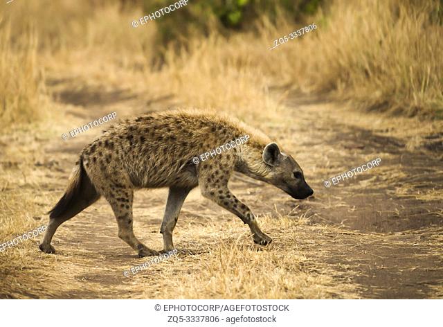 Spotted hyena, Masaimara, Africa