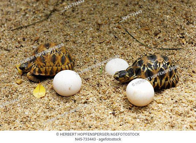 Young Radiated Tortoise and hatching eggs (Geochelone radiata)