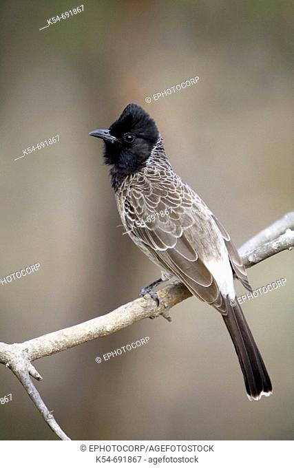 Red-vented Bulbul (Pycnonotus cafer) is a member of the bulbul family of passerine birds. Most commonly found in India, Ranthambhore, Rajasthan