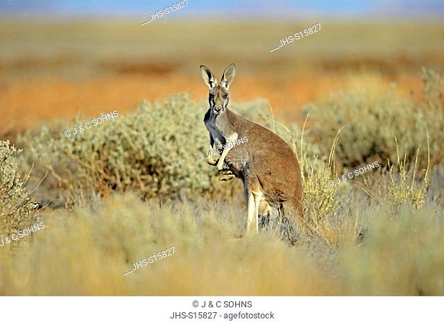 Red Kangaroo, (Macropus rufus), female, Sturt Nationalpark, New South Wales, Australia